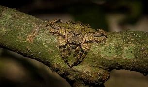 Image result for Spiders That Camouflage