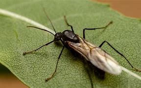 Image result for Flying Ant Looking Creatures