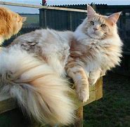 Image result for Cream Maine Coon Cat