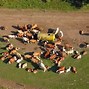 Image result for cattle herd aerial view