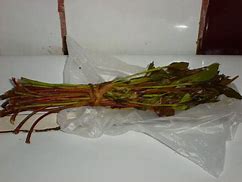 Image result for Miraa Plant