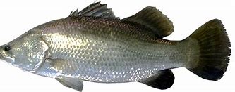 Image result for Ikan Kakap Putih Jantan