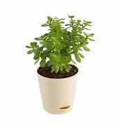 Image result for Jade Plant Roots