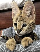 Image result for Baby Serval Cat