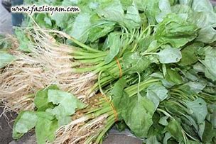 Image result for Bayam Plant