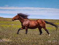 Image result for Light Brown Horse Stallion