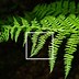 Image result for fractal shape nature