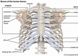 Image result for Rodent Rib Bone