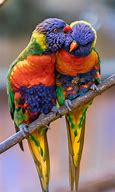 Image result for Parrot Showing Love