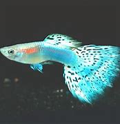 Image result for Aqua Fish