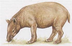 Image result for California Tapir