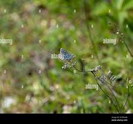 Image result for British Butterfly Wings Closed