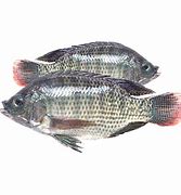 Image result for King Fish Tilapia