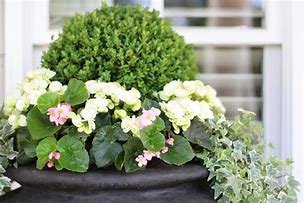 Image result for Boxwood Hedge Plants