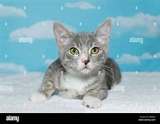 Image result for Gray Tabby Olive Eyes