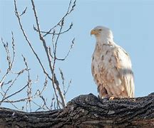 Image result for Rare Albino Eagle