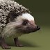 Image result for 3D Hedgehog Card