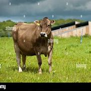 Image result for Brow Swiss Cow