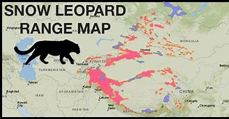 Image result for Snow Leopard Range Map