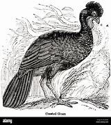 Image result for White-winged Guan