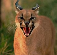 Image result for Wild Cat Pictures