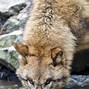 Image result for Mongolian Wol