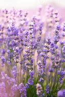 Image result for Lavender Purple