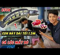 Image result for Cá Lóc Mắt Đỏ