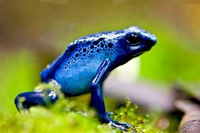 Image result for Rainm Frog