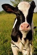 Image result for Holstein Baby Calves