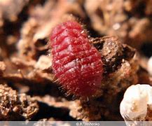 Image result for Insect Kettle Crips