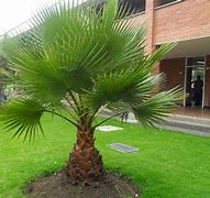 Image result for Palmera Plant Image