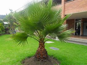 Image result for Palmera Plant Pic