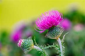 Image result for Scothc Thistle Weed