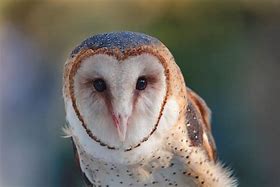 Image result for Neon Barn Owl