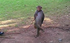 Image result for Human Riding a Monkey