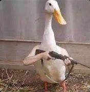 Image result for Meme Ducklok