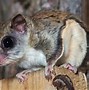 Image result for Australian Flying Squirrel