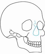 Image result for 3 4. Profile Skull Drawing