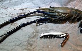 Image result for Prawn Water