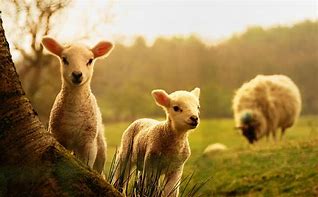 Image result for Baby Lamb Doodle