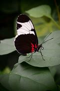 Image result for Butterfly Closed Wings Black and Red