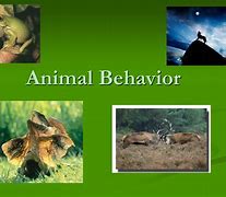 Image result for Lab Photos of Animal Behaviour