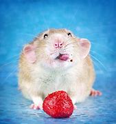 Image result for Russian Blue Fancy Rat