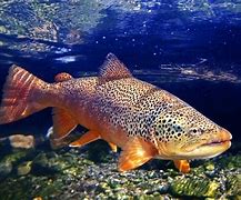 Image result for PA Brown Trout