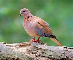 Image result for OIC of Dove