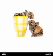 Image result for Baby Bunnies in Cups