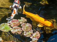 Image result for Oldest Koi Fish