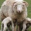 Image result for Baby Lamb Doodle