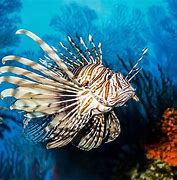 Image result for Oddity Fish